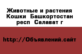 Животные и растения Кошки. Башкортостан респ.,Салават г.